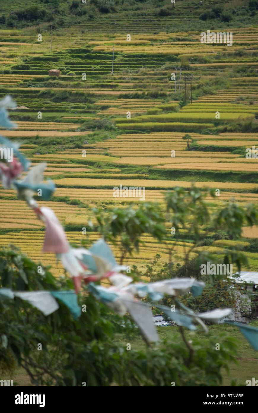 Fertile campo di riso della valle Lobesa visto dalla collina di Chimi Lhakhang tempio, Bhutan. Foto Stock