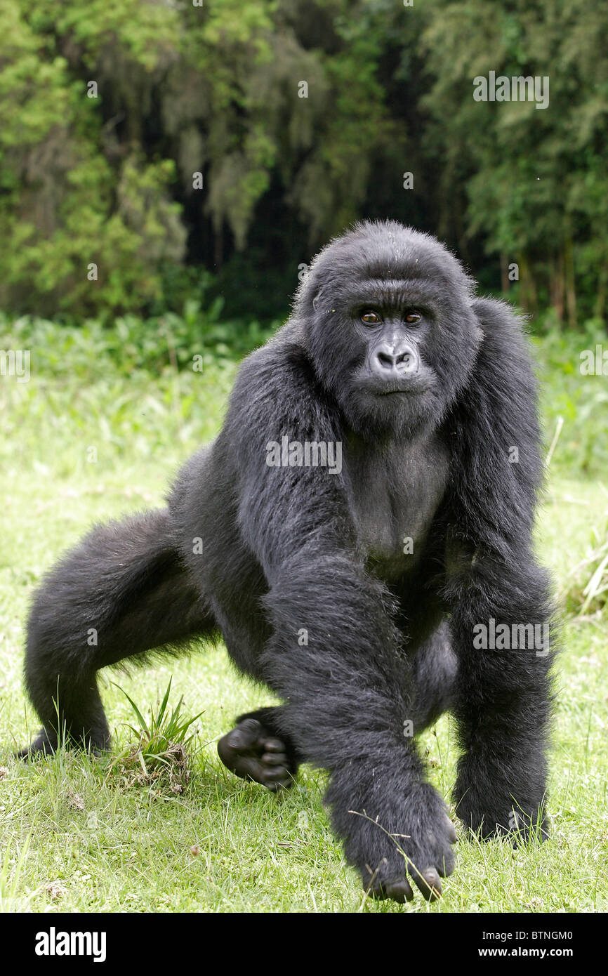 Gorilla di Montagna Foto Stock