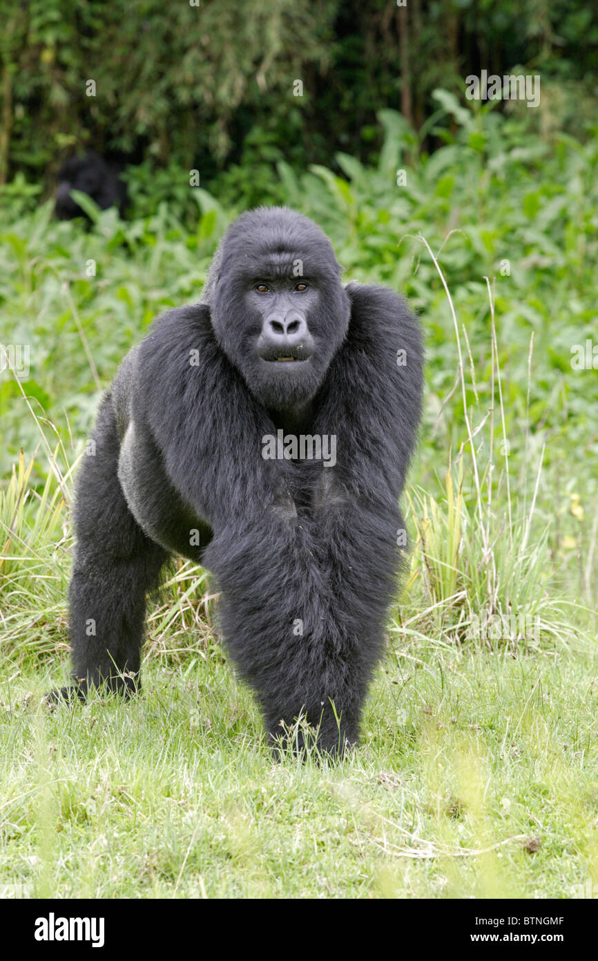 Mountain Gorilla Silverback camminando su tutte e quattro le gambe Foto Stock