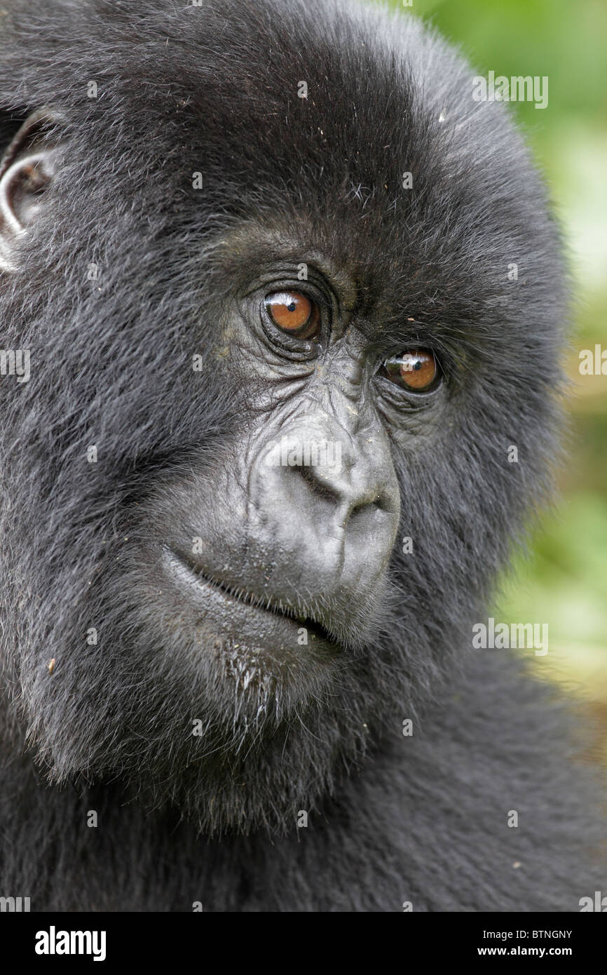 Gorilla di Montagna Foto Stock