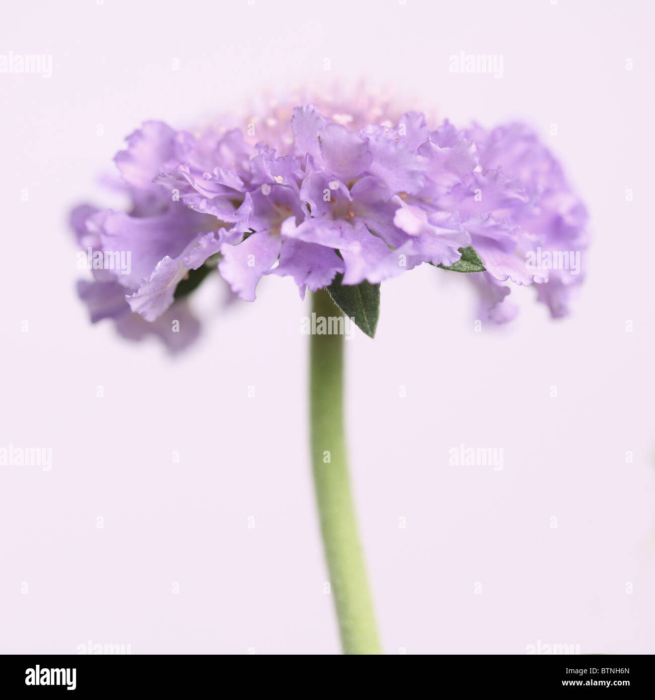 Malva di puntaspilli fiore Scabious (Scabiosa) su uno sfondo semplice Foto Stock