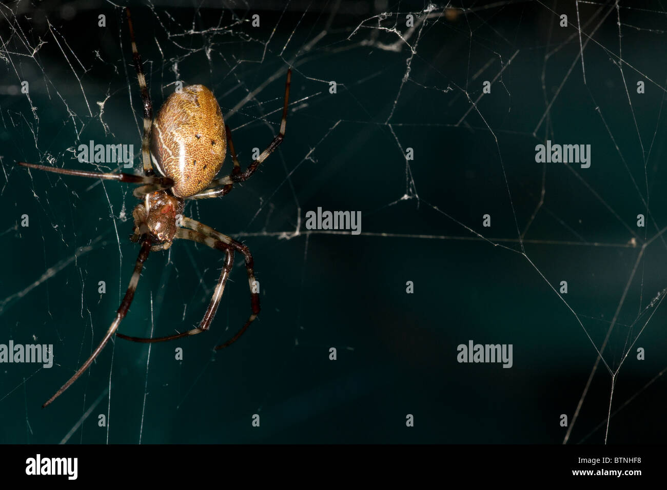 Nephila inaurata - orb web spider, Madagascar Foto Stock