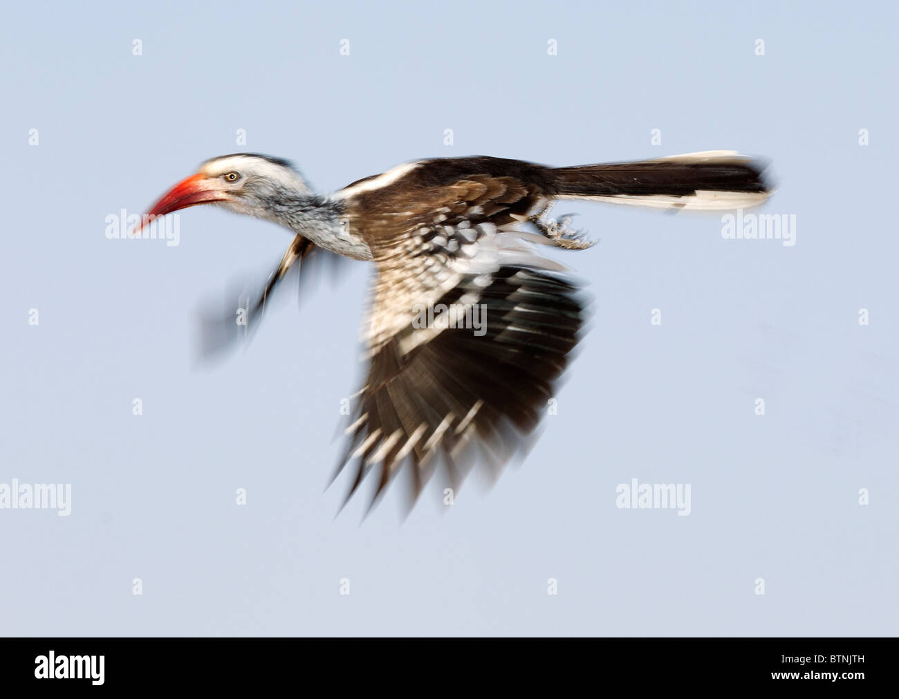 Un rosso-fatturati Hornbill in volo, il Parco Nazionale Kruger, Sud Africa. È una foto con una bassa velocità dell'otturatore. Foto Stock