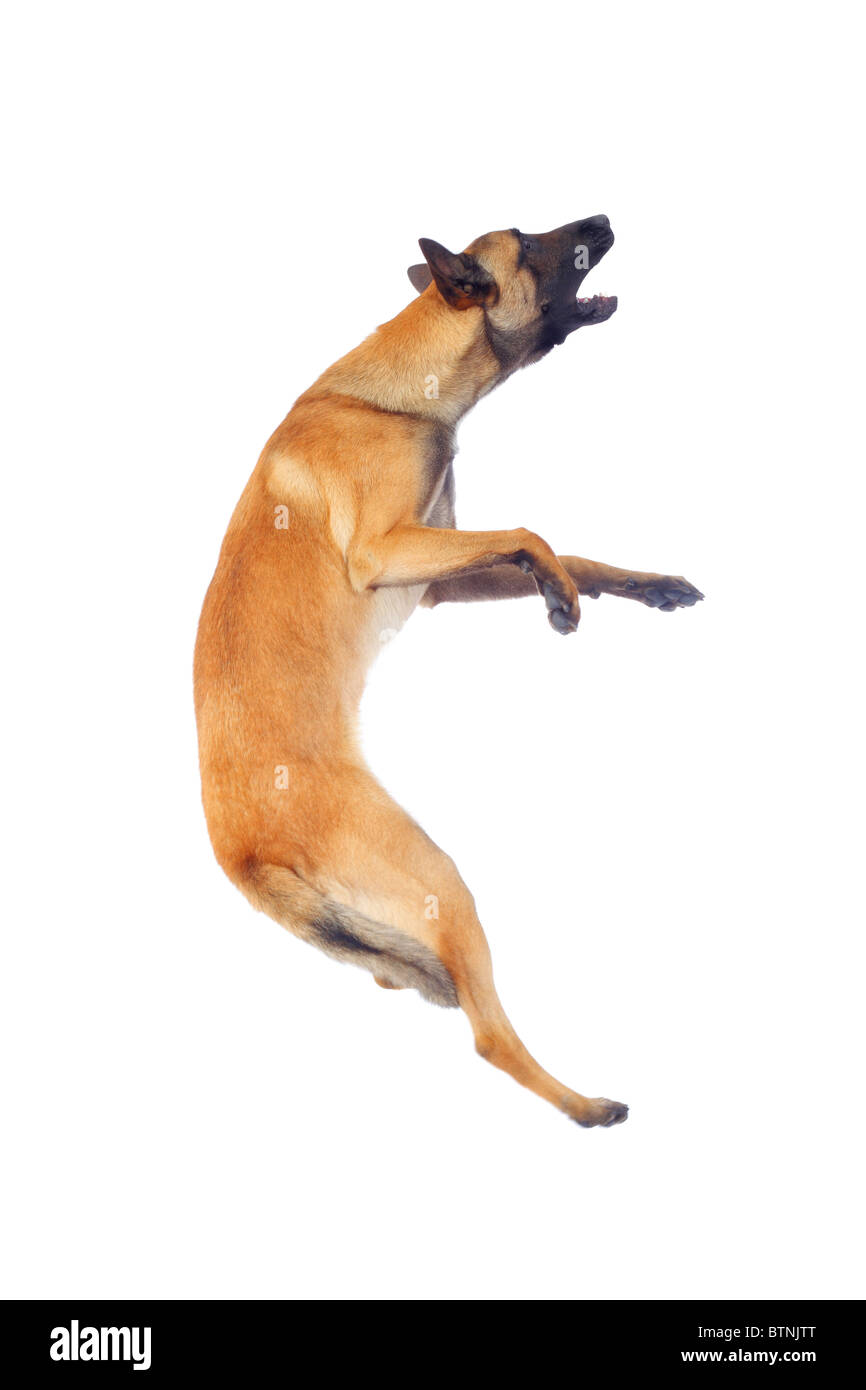 Pastore belga cane jumping contro uno sfondo bianco Foto Stock