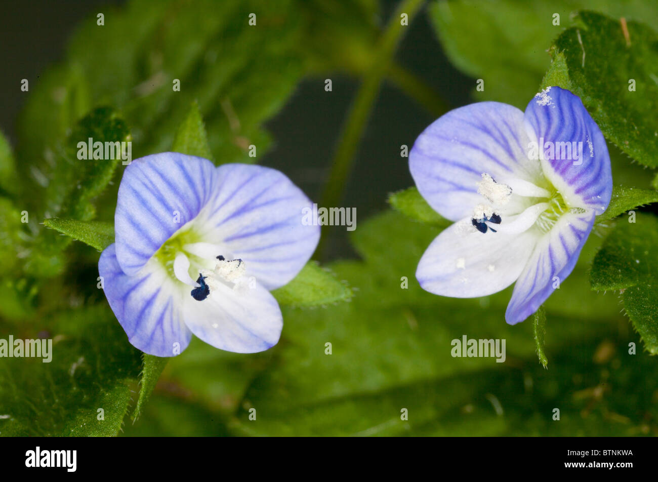 Field-Speedwell comune, Veronica persica in fiore. Diffusa di seminativi e giardino infestante. Il Dorset. Foto Stock