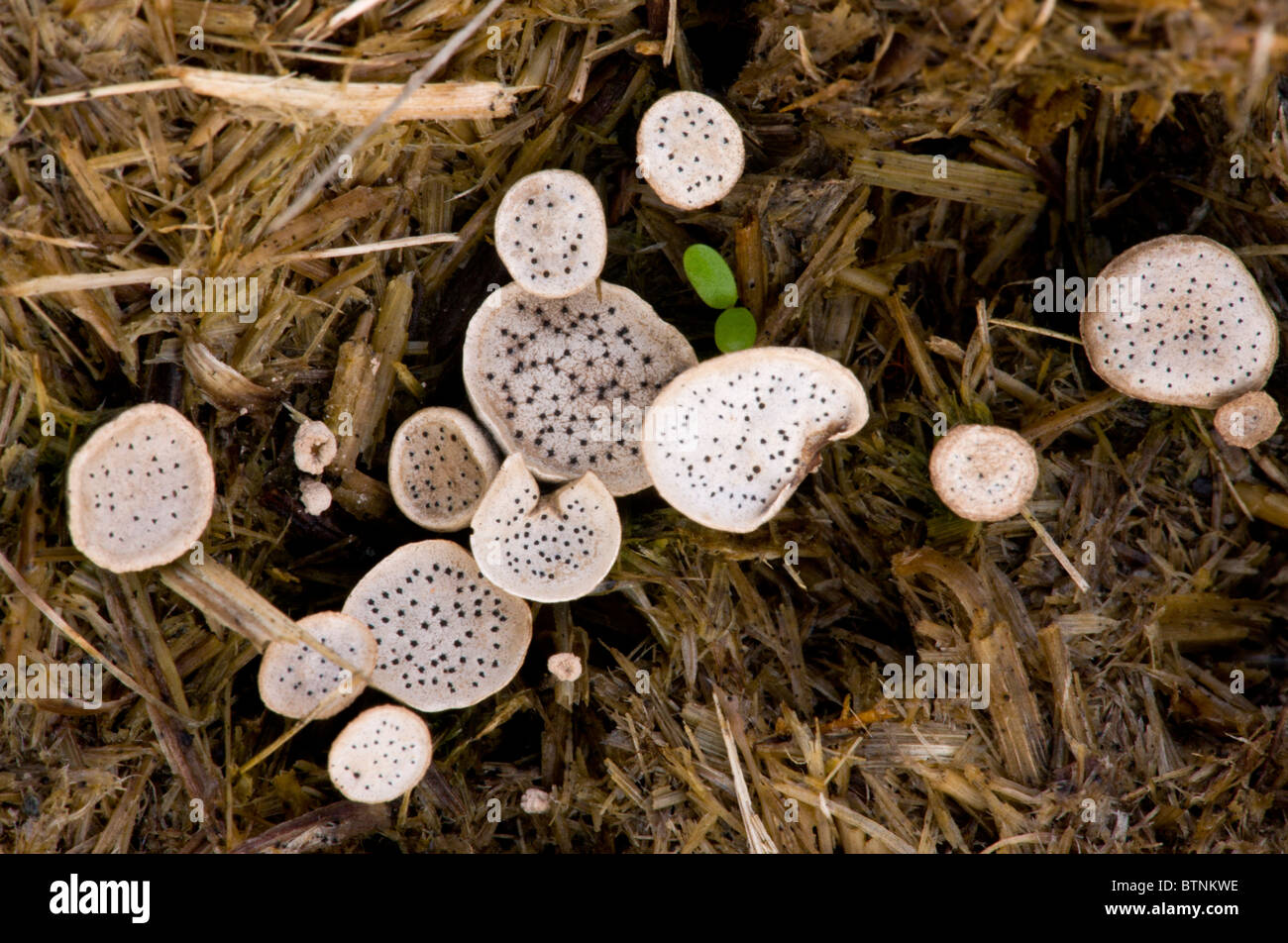 Chiodo fungo, Poronia punctata, - specie rare - su New Forest pony sterco, Hartland Moor, Dorset. Foto Stock