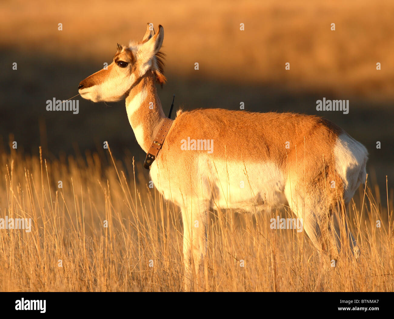 Un Pronghorn Antelope con una radio-collare sulla in Sud Dakota. Foto Stock