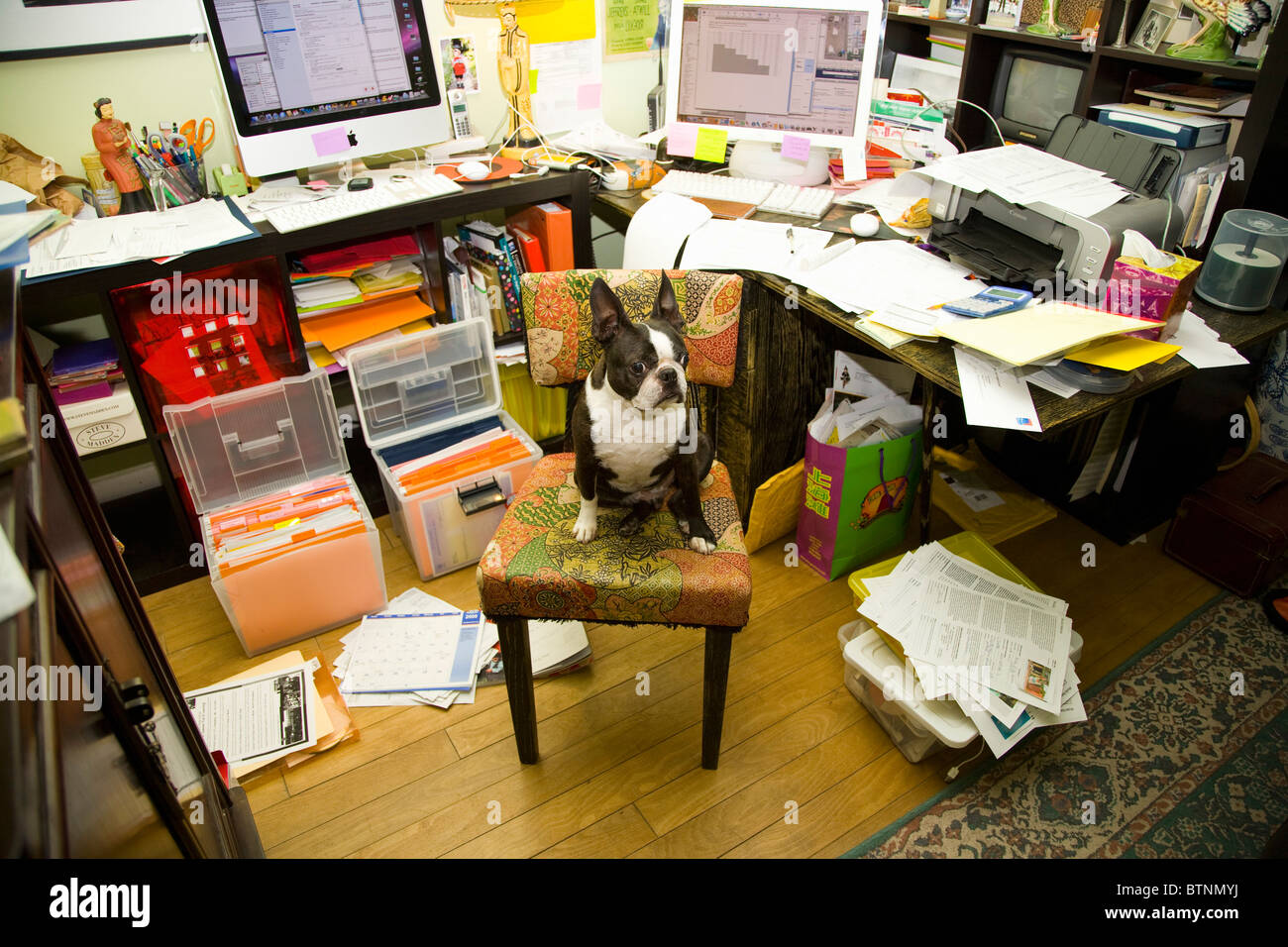 Boston Terrier seduto alla scrivania disordinati Foto Stock