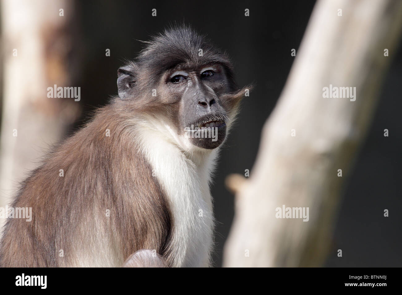 Monkey guardando intorno Foto Stock