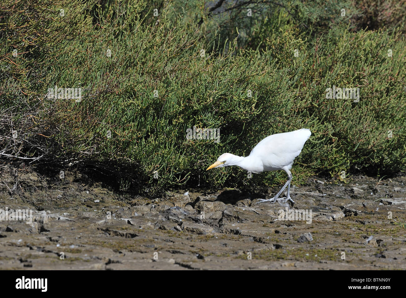 Airone guardabuoi - bovini-garzetta (Bubulcus ibis - Ardea ibis - Egretta ibis) adulti di insetti di caccia in un arbusto in autunno Foto Stock