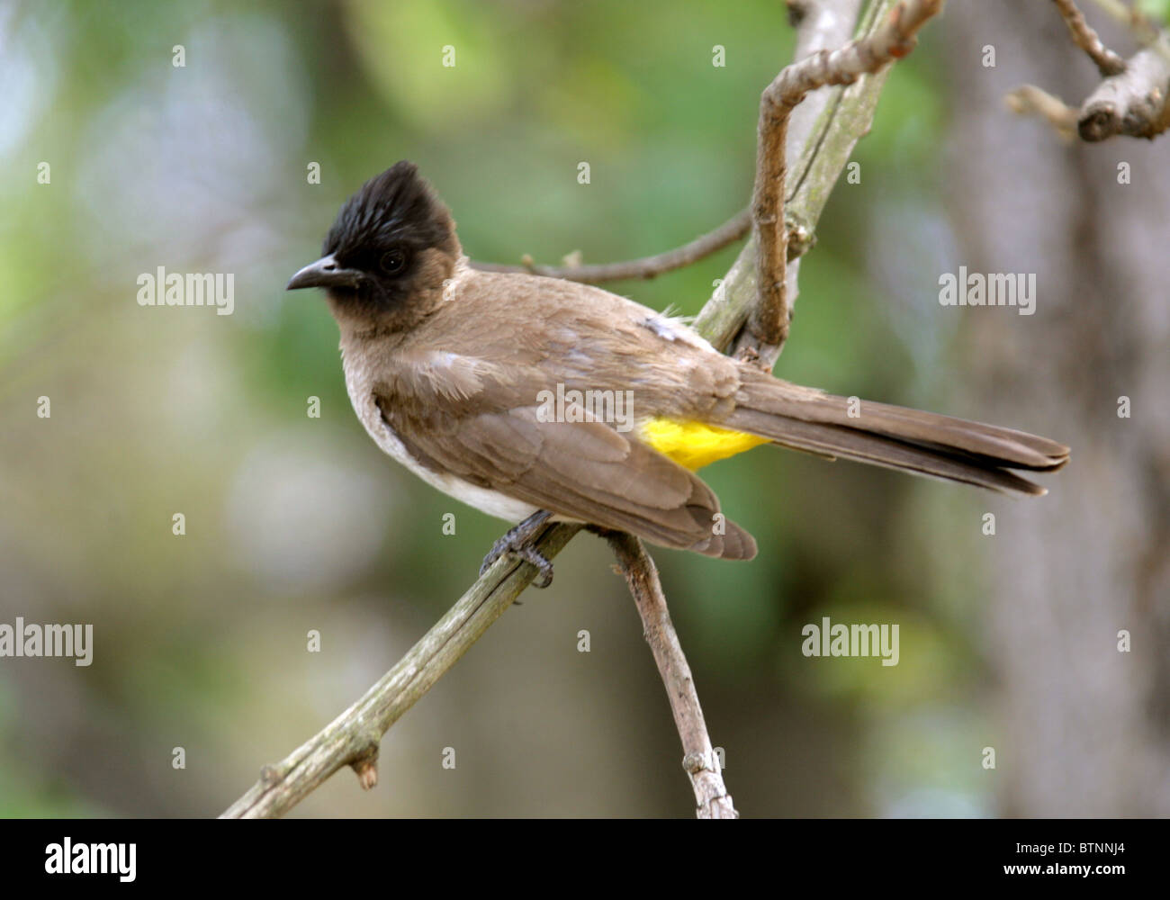 Bulbul comune, black-eyed Bulbul o Dark-capped Bulbul, Pycnonotus barbatus, Pycnonotidae, Kruger National Park, Sud Africa Foto Stock