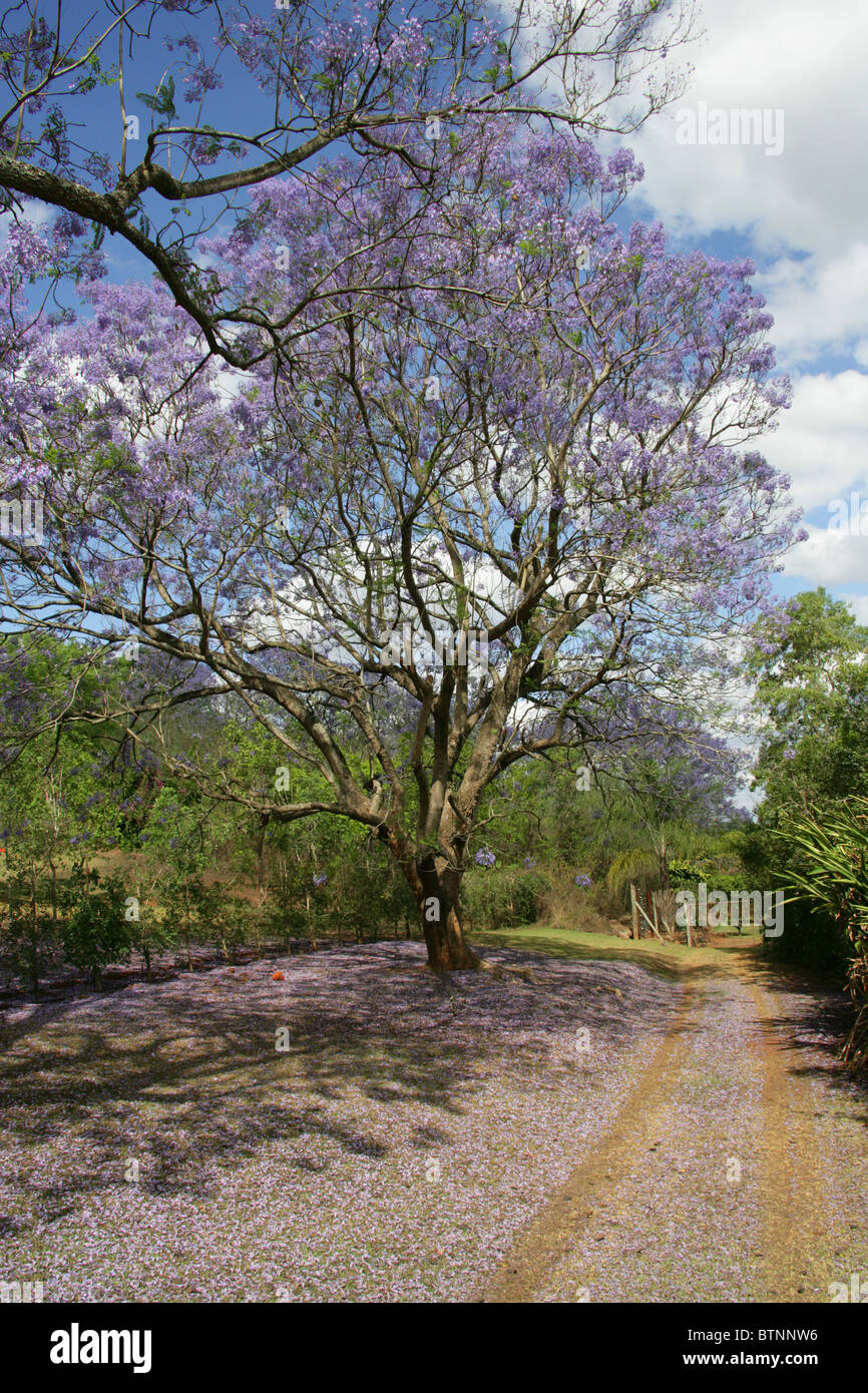 Jacaranda blu, Jacaranda mimosifolia, Bignoniaceae. Aka Poui nero, (J. acutifolia, J. chelonia, J.ovalifolia). Sud Africa. Foto Stock