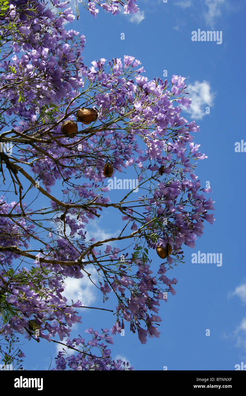 Jacaranda blu, Jacaranda mimosifolia, Bignoniaceae. Aka Poui nero, (J. acutifolia, J. chelonia, J.ovalifolia). Sud Africa. Foto Stock