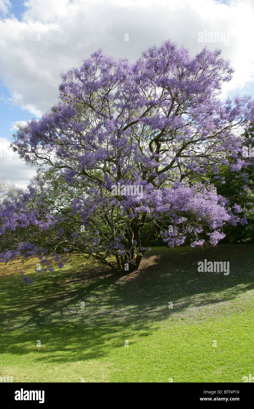 Jacaranda blu, Jacaranda mimosifolia, Bignoniaceae. Aka Poui nero, (J. acutifolia, J. chelonia, J.ovalifolia). Sud Africa. Foto Stock