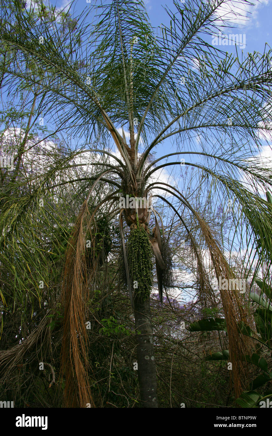 Data Palm, Arecaceae, Sud Africa Foto Stock