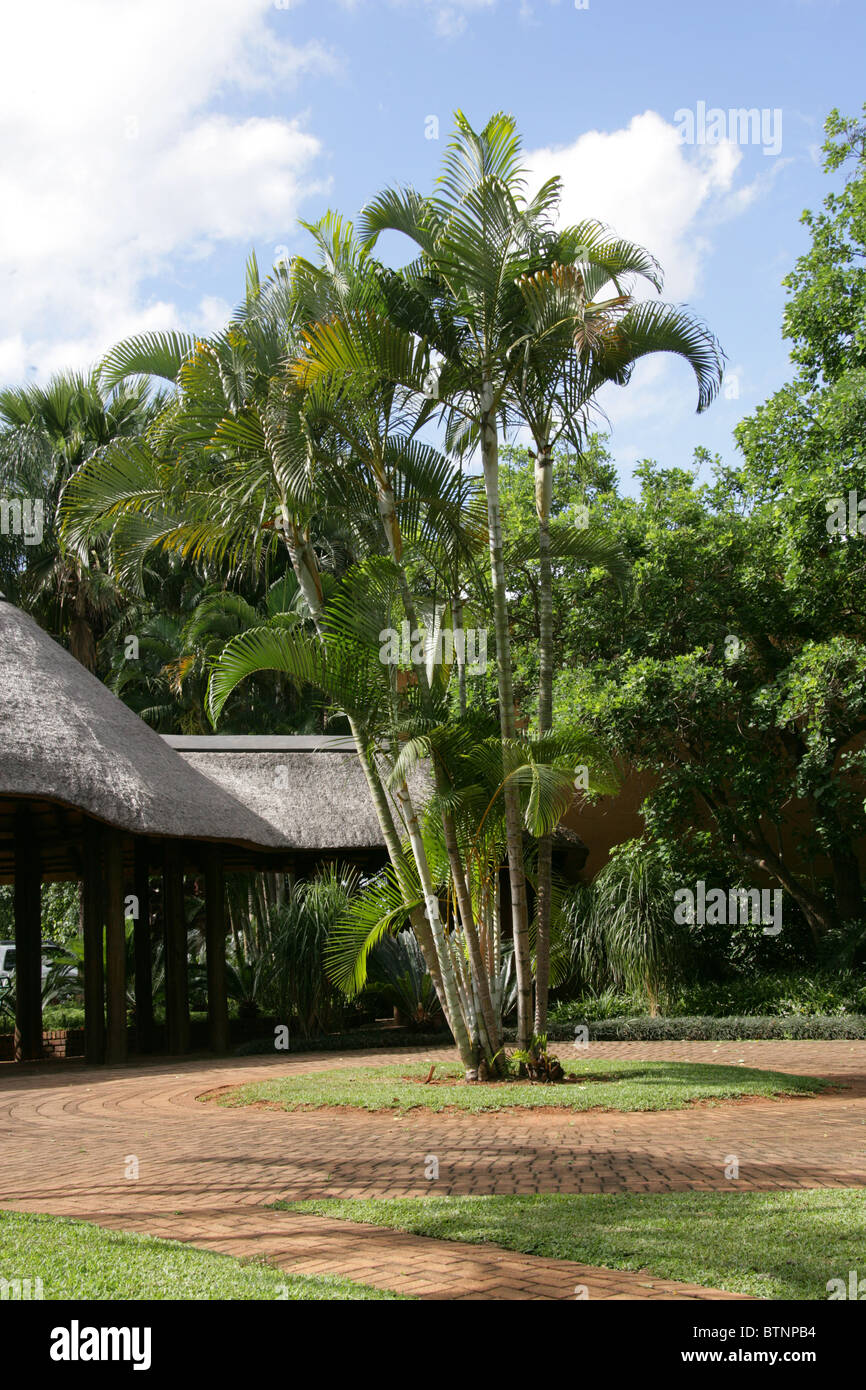 Un gruppo di alberi di palma che cresce in un Hotel con giardino, Hazyview, Sud Africa. Foto Stock