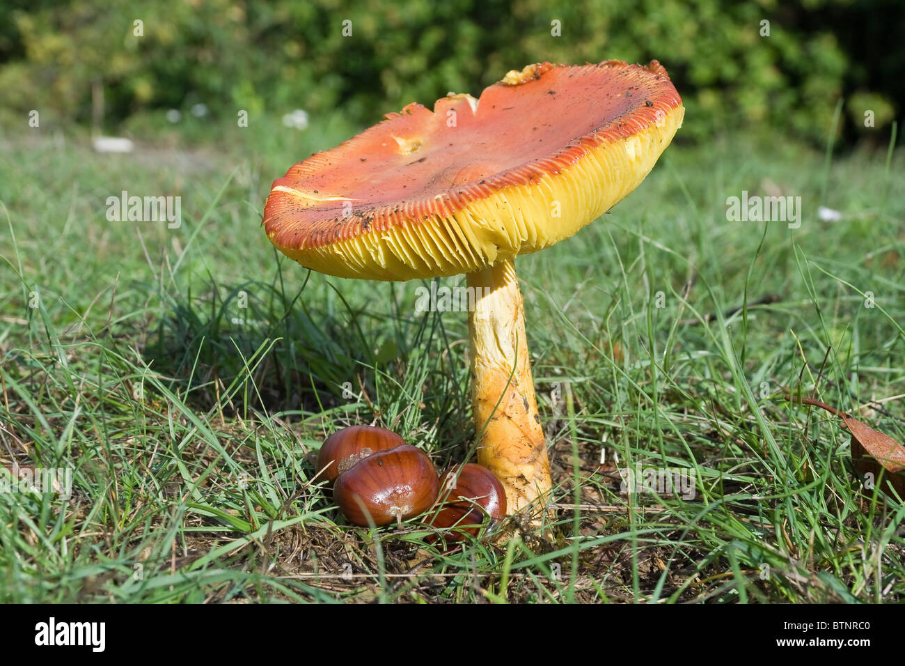 Verde prato con un adulto Amanita cesarea fungo Foto Stock