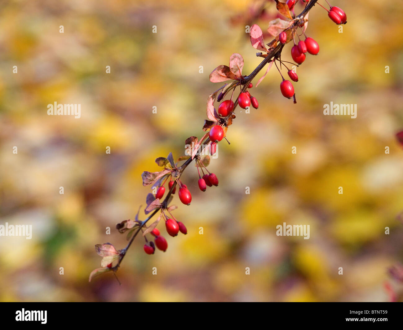 Rametto di Berberis thunbergii " Golden Ring' mostra i frutti di bosco in autunno Foto Stock