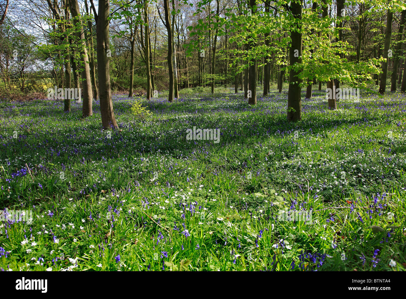 Fiori di Primavera nel paesaggio boschivo, Foresta di Sherwood, Nottinghamshire, Inghilterra, Regno Unito Foto Stock