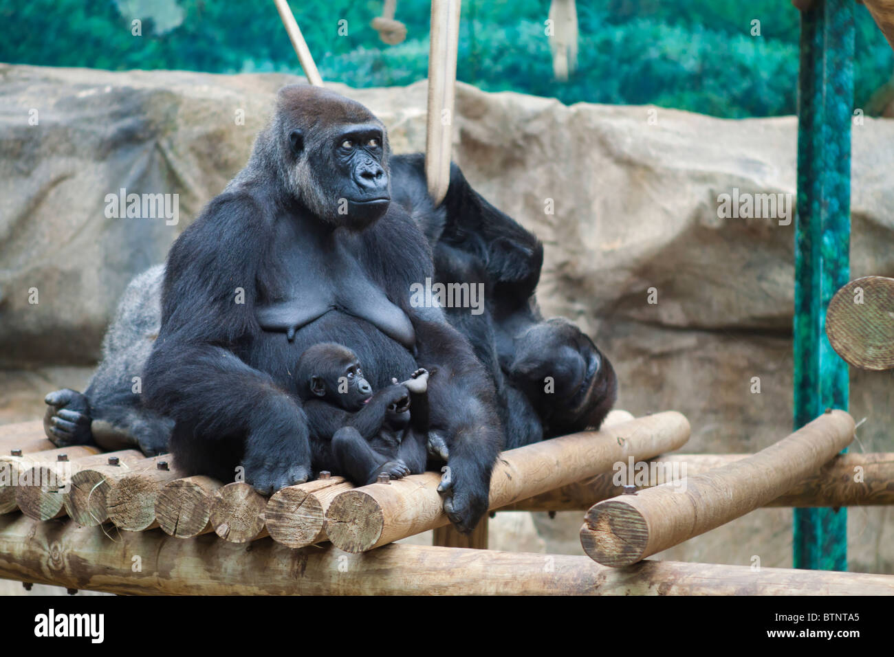 Gorilla e il suo bambino Foto Stock