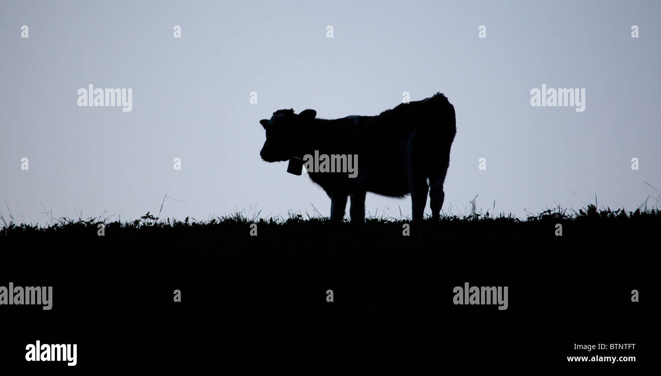 La sagoma nera di una mucca svizzera Foto Stock