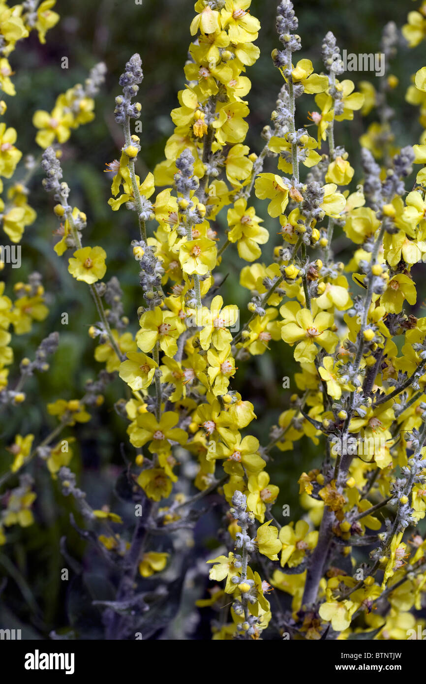 Grande Mullein Lathkill Dale Derbyshire Inghilterra Foto Stock