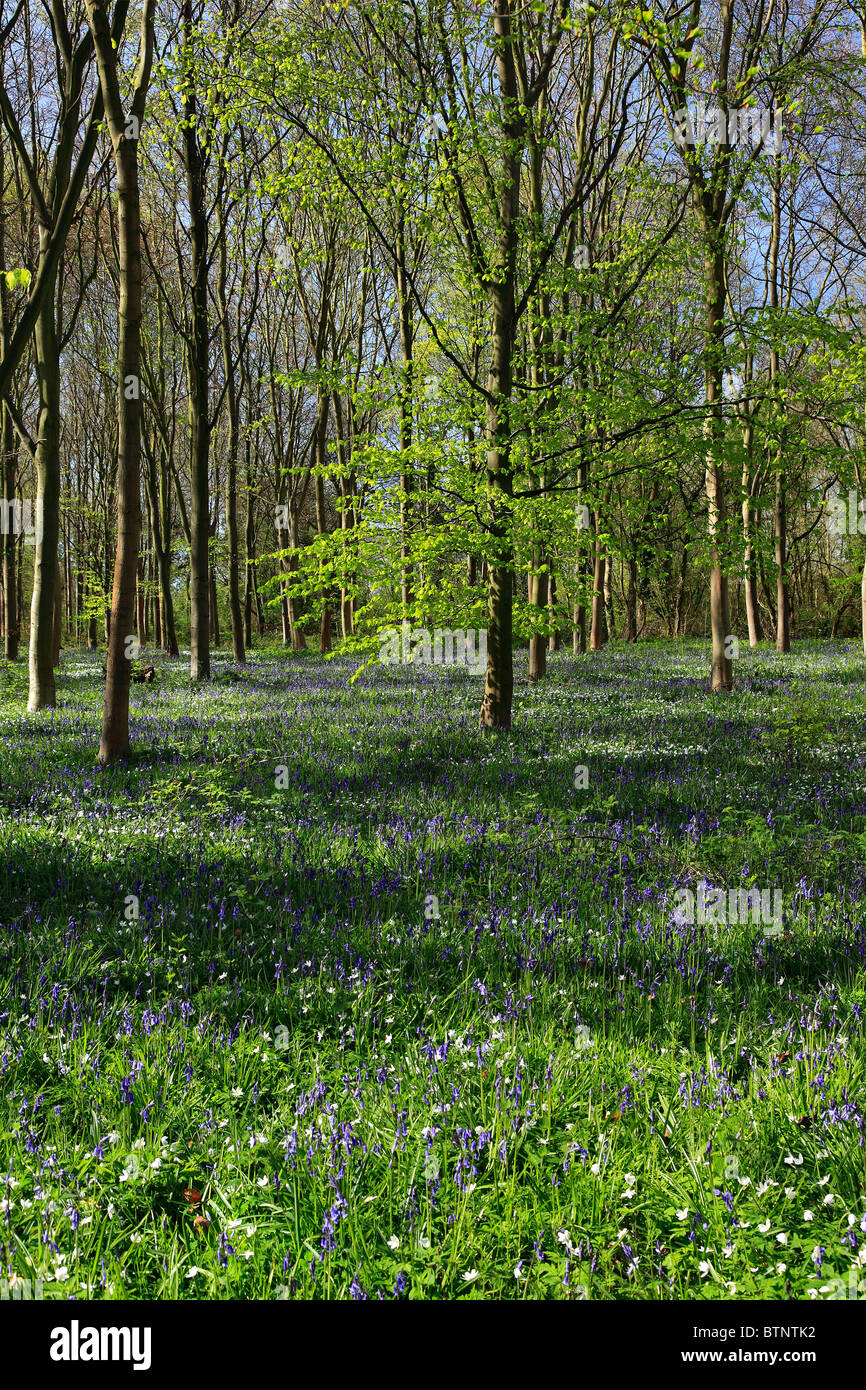 Fiori di Primavera nel paesaggio boschivo, Foresta di Sherwood, Nottinghamshire, Inghilterra, Regno Unito Foto Stock