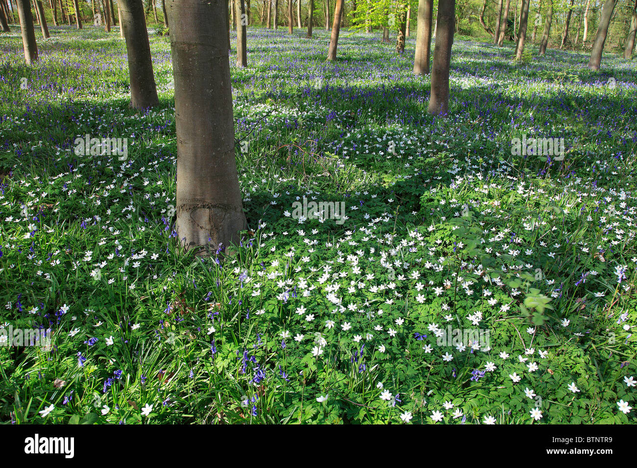 Fiori di Primavera nel paesaggio boschivo, New Forest National Park, Hampshire, Inghilterra, Regno Unito Foto Stock