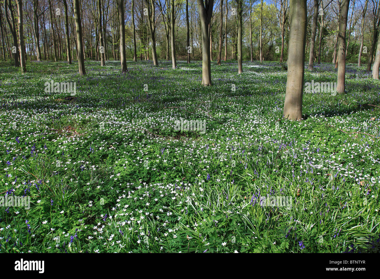 Fiori di Primavera nel paesaggio boschivo, New Forest National Park, Hampshire, Inghilterra, Regno Unito Foto Stock