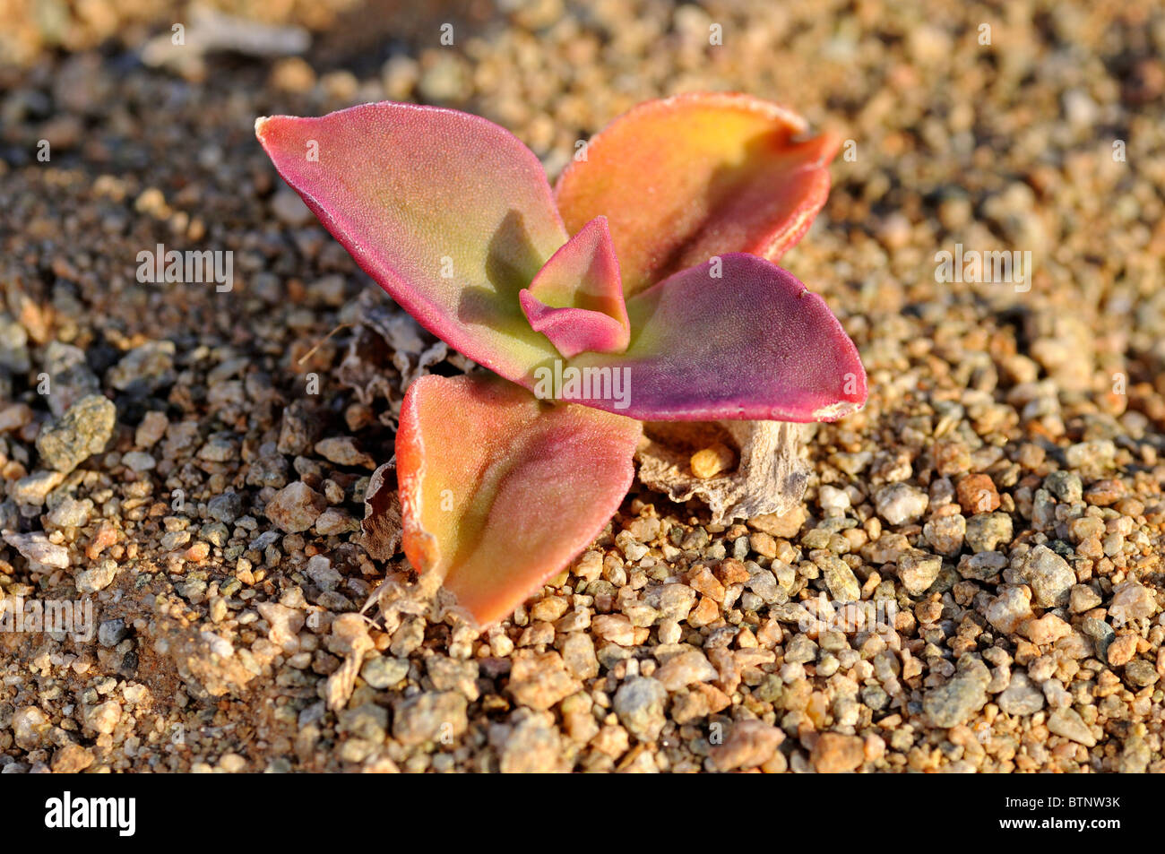 Mesembryanthemum guerichianum in habitat, transfrontaliera di Richtersveld National Park, Sud Africa Foto Stock