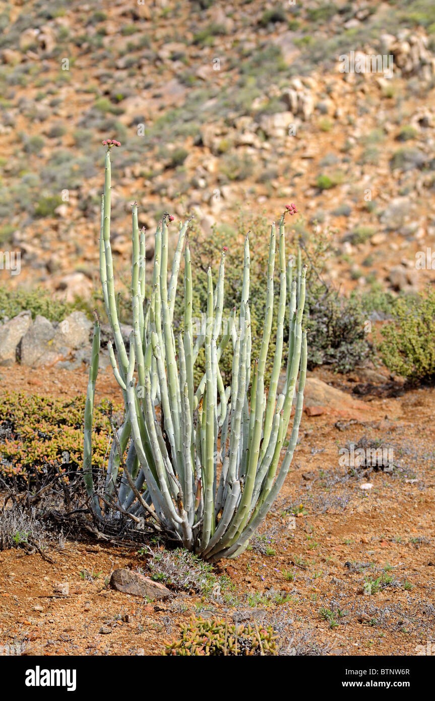 Euphorbia dregeana con infructescence in habitat, Dikboudmelkbos, transfrontaliera di Richtersveld National Park, Sud Africa Foto Stock
