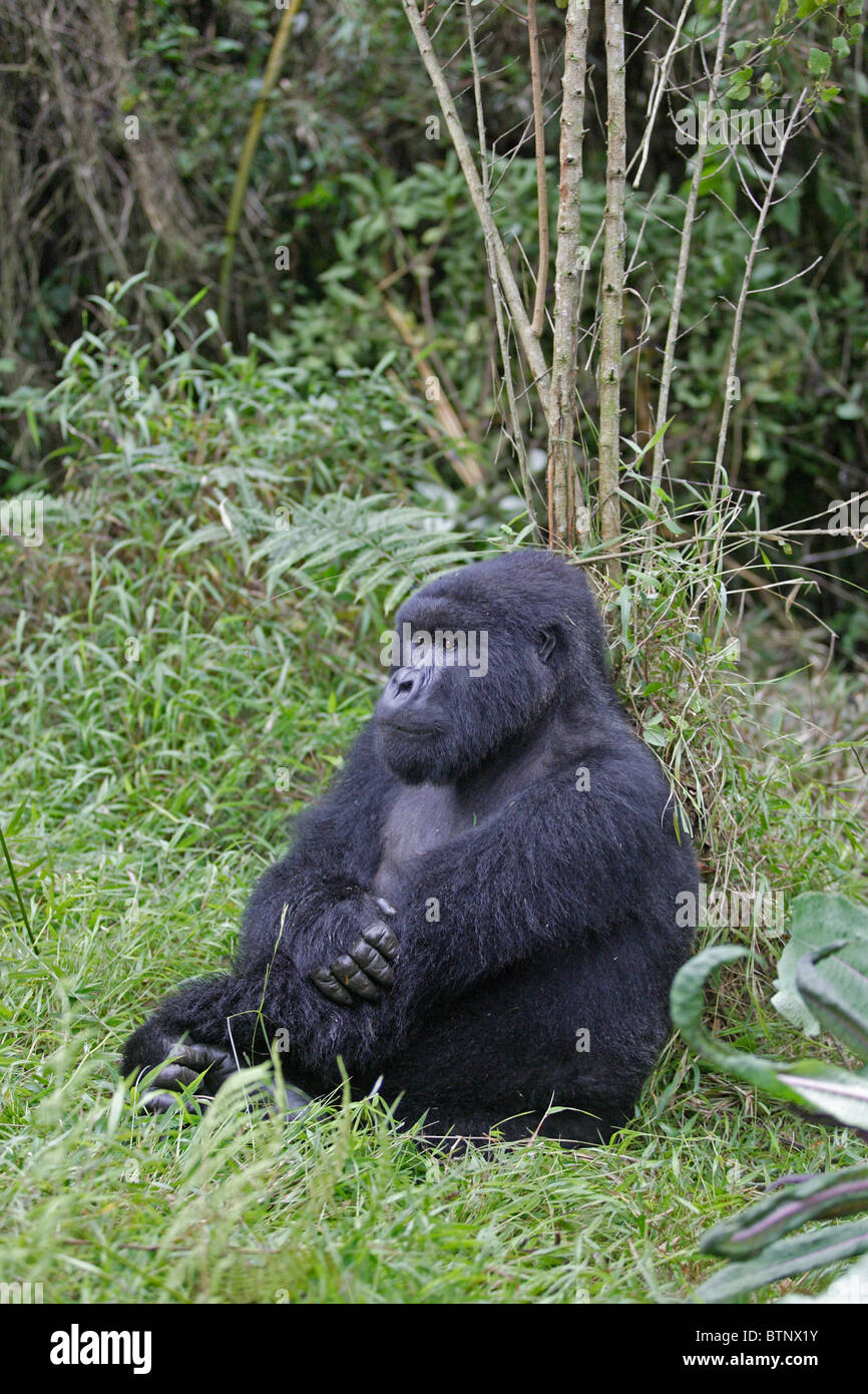 Gorilla di Montagna seduto Foto Stock