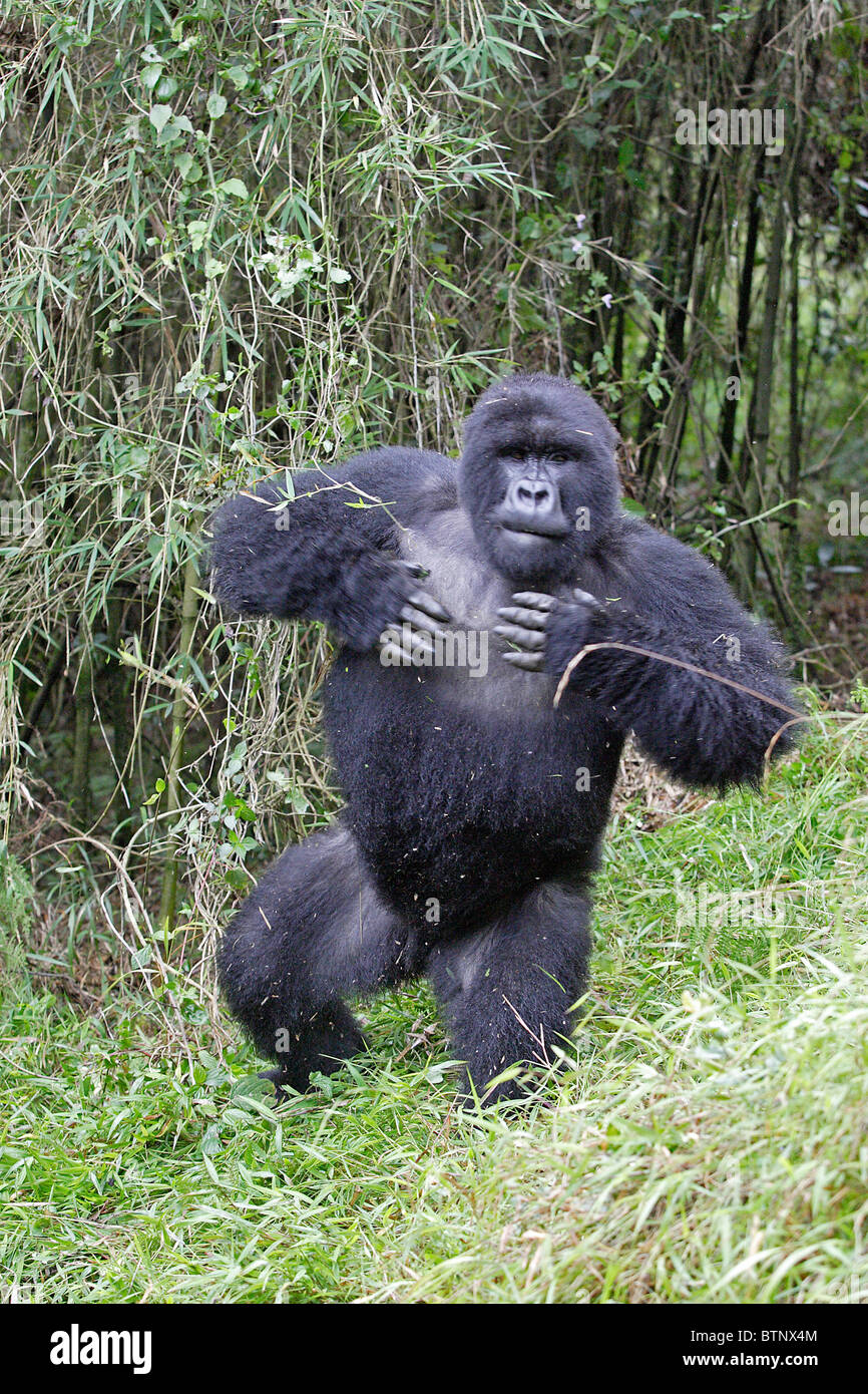 Gorilla di Montagna battendo il suo petto Foto Stock