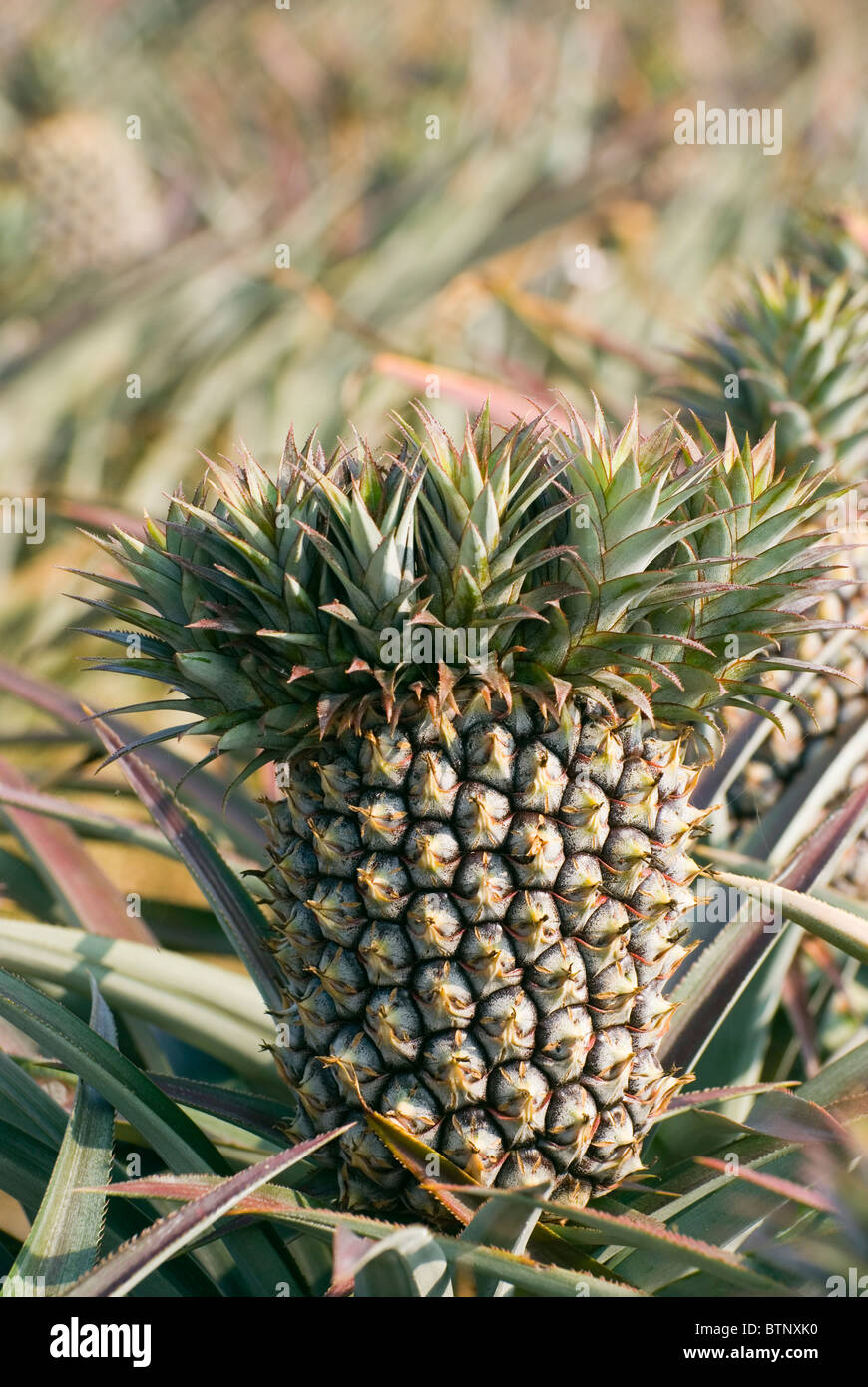Grande ananas nella farm, frutta tropicale. Foto Stock