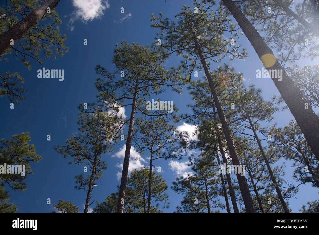 Torreggianti alberi di pino contro un cielo blu scuro e le nuvole con il sole a picco attraverso gli alberi. Foto Stock