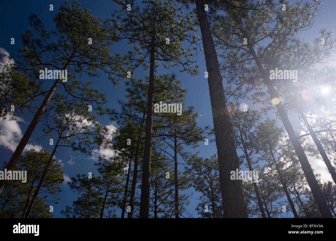 Torreggianti alberi di pino contro un cielo blu scuro e le nuvole con il sole a picco attraverso gli alberi. Foto Stock