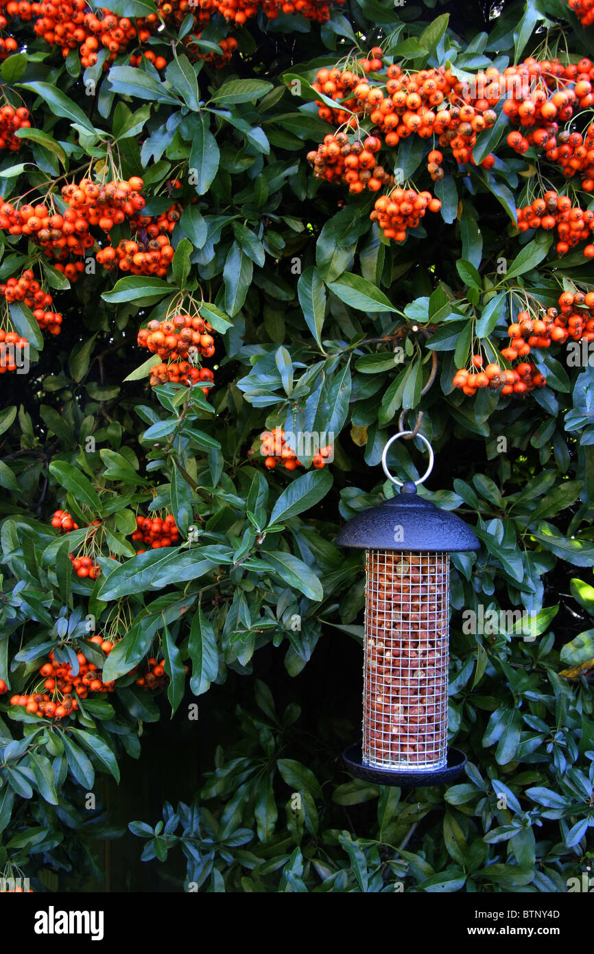 Uccelli selvatici cibo per l'inverno Foto Stock
