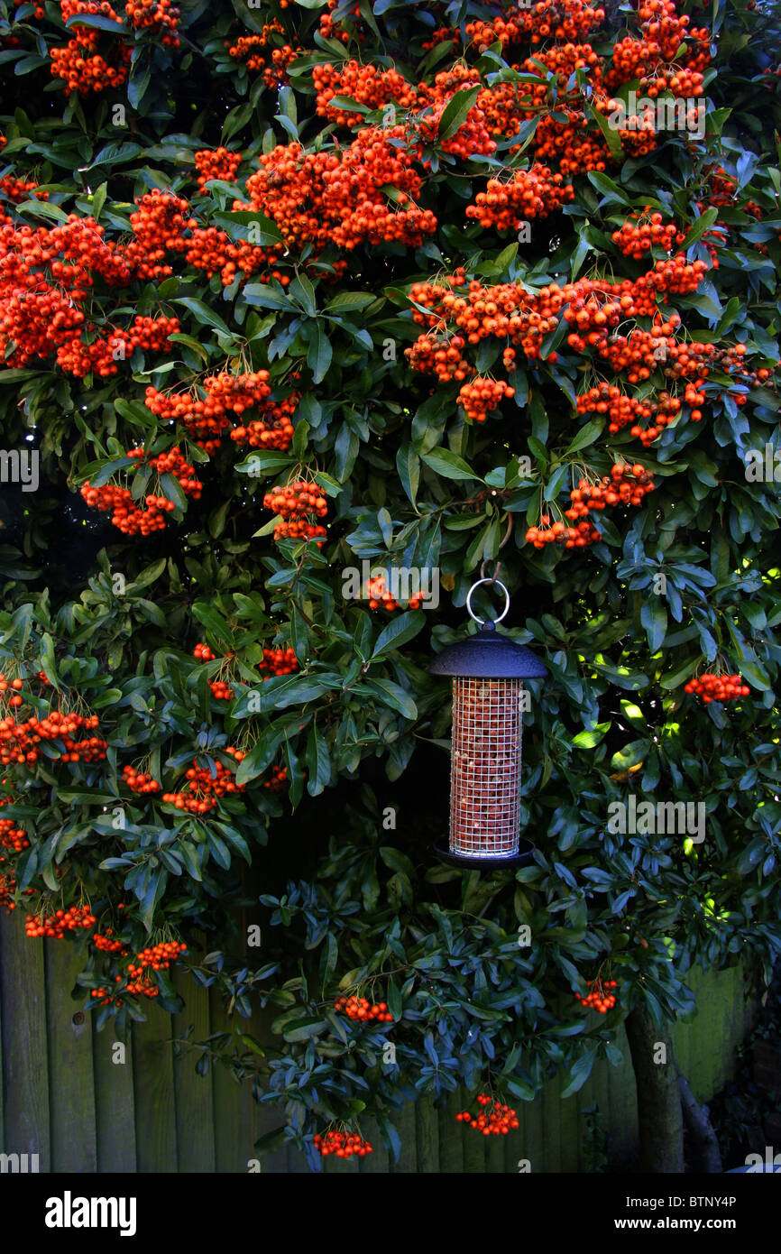 Uccelli selvatici cibo per l'inverno Foto Stock