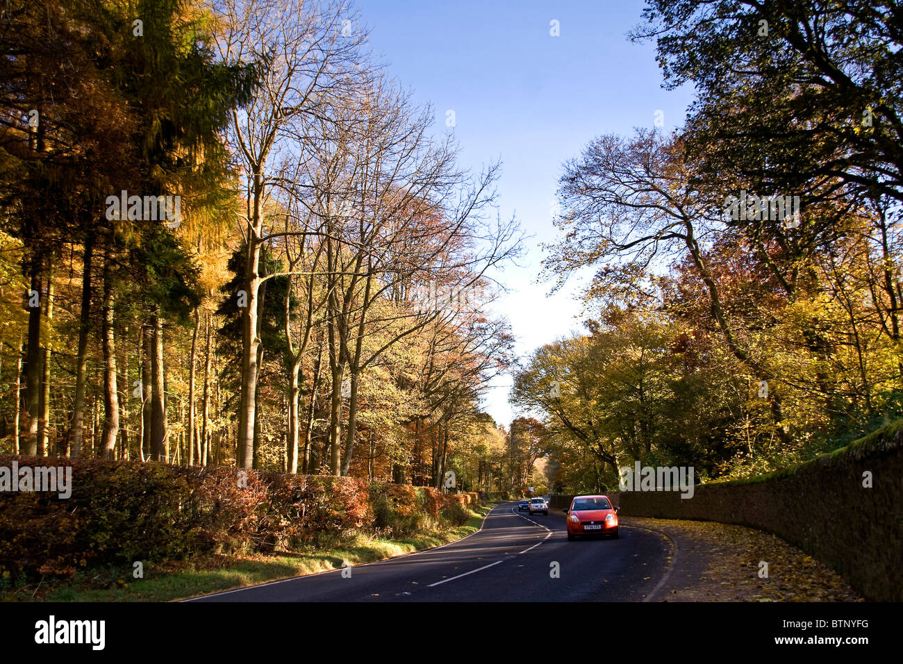 Auto sulla strada principale passando attraverso i viali di alberi autunnali a Dundee dietro Camperdown Country Park entrata nord,UK Foto Stock