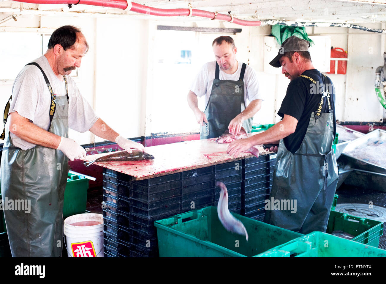 Gli uomini su una barca da pesca pulizia coregoni e trota di lago, Herbert's Pesca, Killarney. Foto Stock