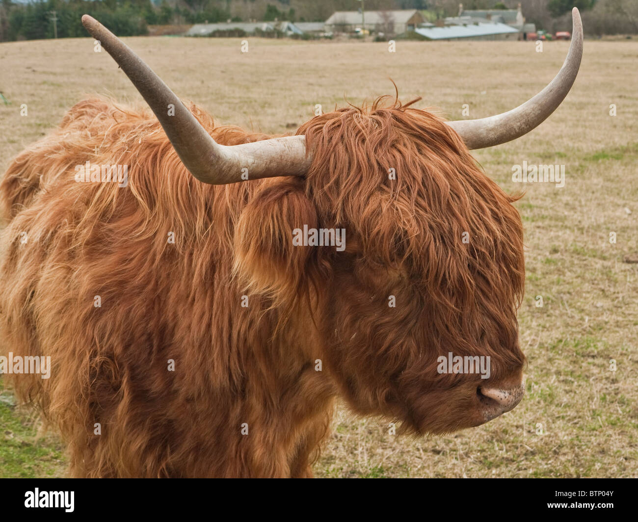 Highland mucca in una fattoria alla periferia di Elgin, Scotland, Regno Unito Foto Stock