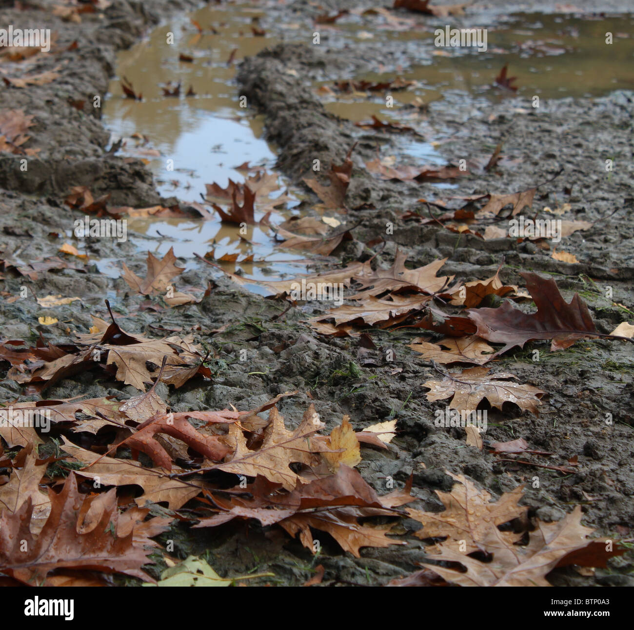 Foglie e Pozza di fango Foto Stock