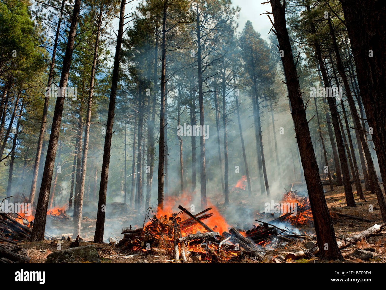 Bruciando controllato in la Coconino National Forest vicino a Sedona in Arizona Foto Stock