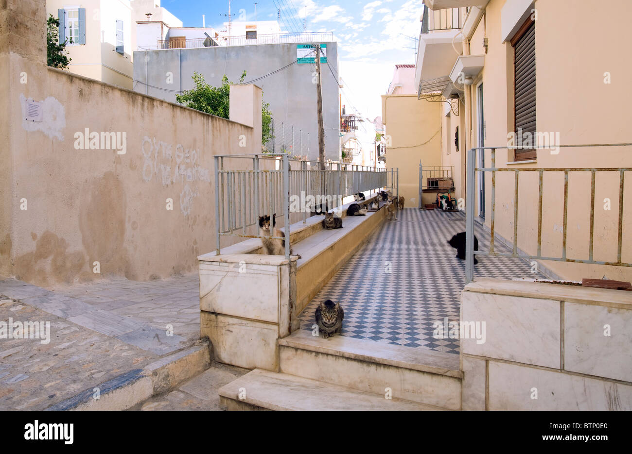 Dozzina di gatti rilassante sul balcone di una casa in Ermoupoli, sul Greco Cyclade di Syros. Foto Stock