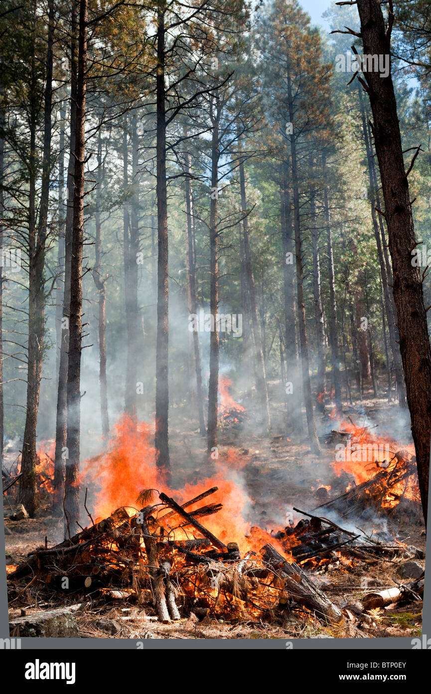 Bruciando controllato in la Coconino National Forest vicino a Sedona in Arizona Foto Stock