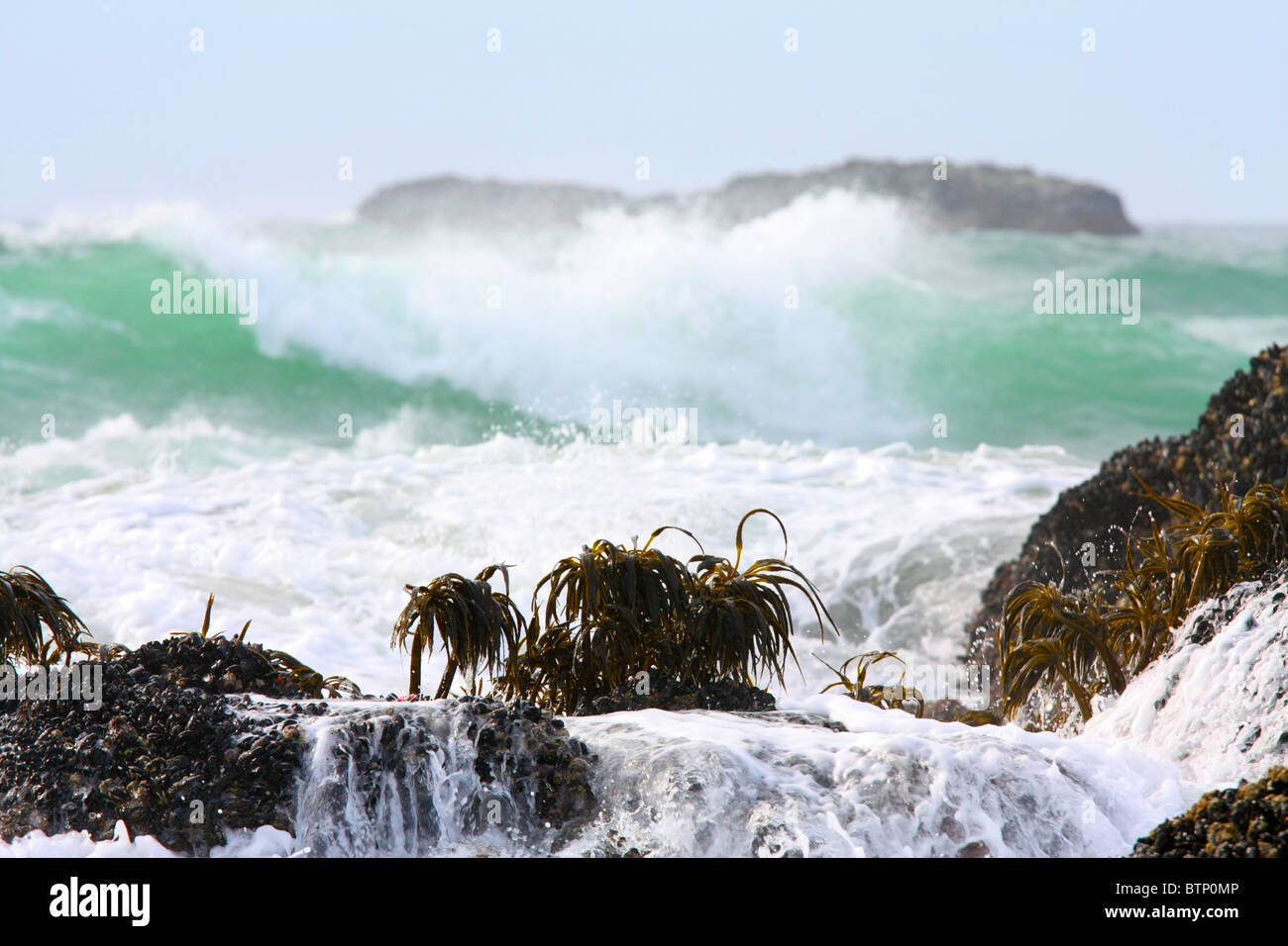 Mare palme cresce anche su roccia prendere una battitura in entrata da oceano pacifico di marea e la sua grande blu verdastro e onde di bianco. Foto Stock