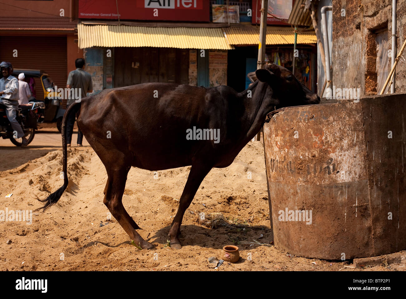 Una vacca sacra in India guarda in un cestino dell'immondizia prima di immergersi nella Foto Stock