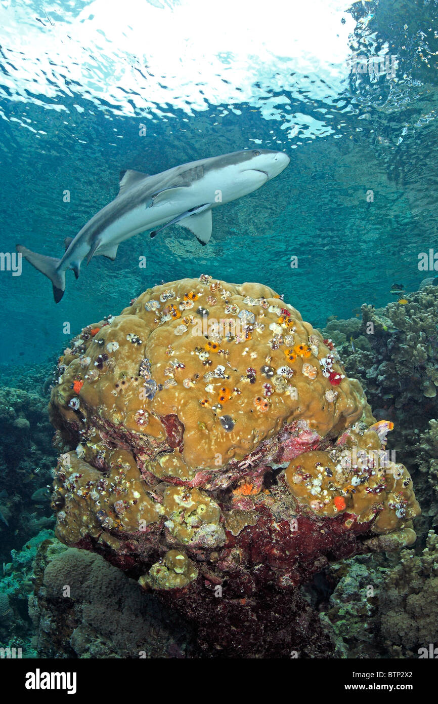 Blacktip reef shark Carcharhinus melanopterus, nuoto sulla barriera corallina poco profonda su una testa di corallo che è piena di albero di Natale worm Foto Stock