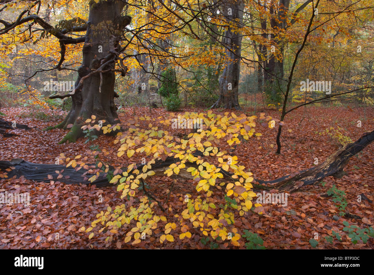 Felbrigg grande bosco NORFOLK REGNO UNITO i primi di novembre Foto Stock