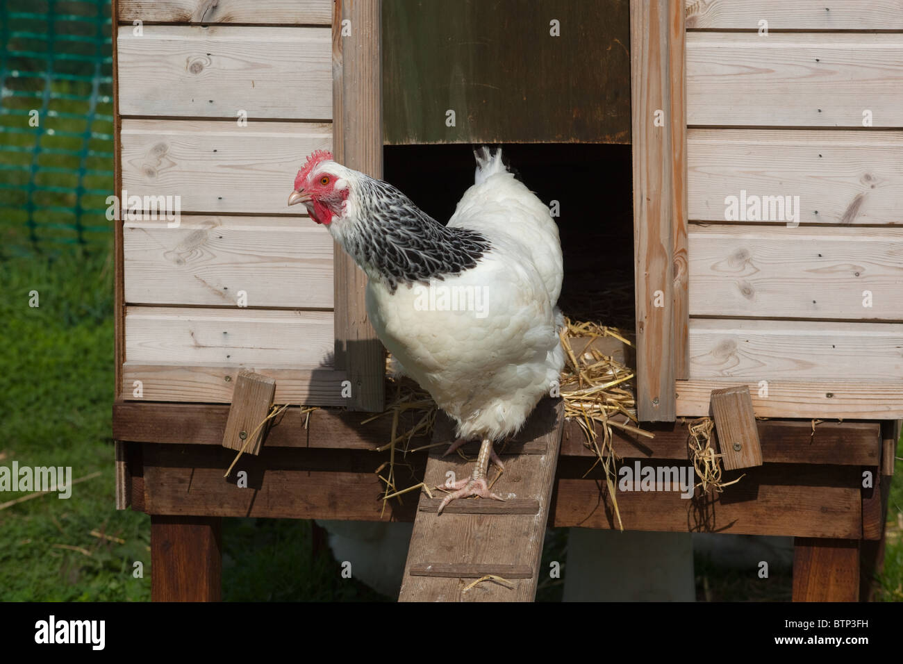 Luce di pollo Sussex emergente dal pollaio razza rara Foto Stock